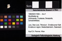 Foto (Objket + Etiketten) von Munitheites sp. 